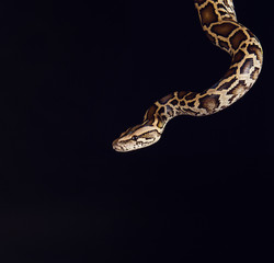 Obraz premium tiger python, black and yellow, against black background