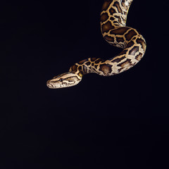 Fototapeta premium tiger python, black and yellow, against black background