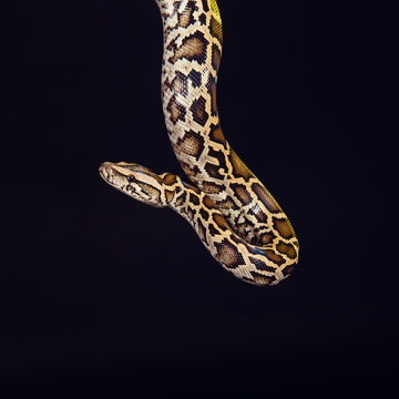 tiger python, black and yellow, against black background