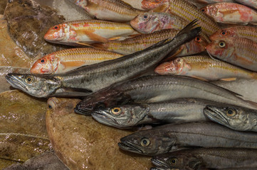 Frische Fische liegen in der Auslage zum Verkauf
