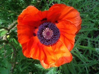 Mohnbl&uuml;te innen