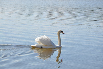 White swan swimming in blue water with small star effect.