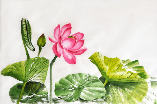 Lotus flower watercolor painting
