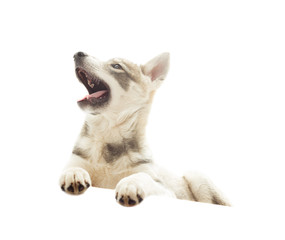 funny husky on a white background