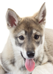 muzzle Siberian huskies