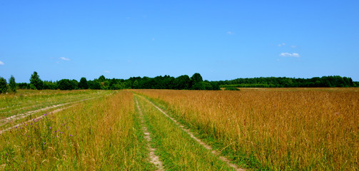 Fototapeta premium На природе летом