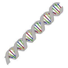 cartoon image of DNA model