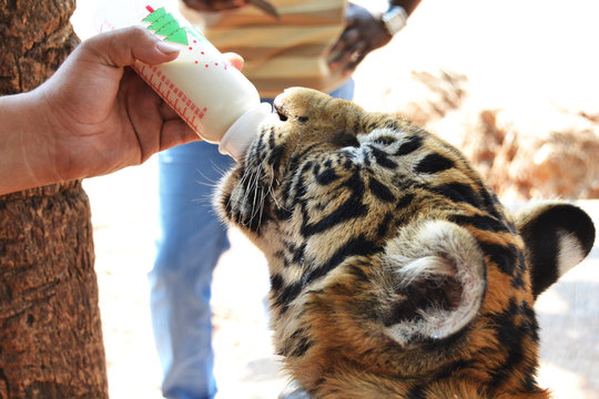 Foto Stock Cucciolo di Tigre che beve il latte da un biberon di una persona  | Adobe Stock