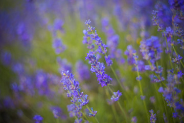 Fototapeta na wymiar Lavender Flowers