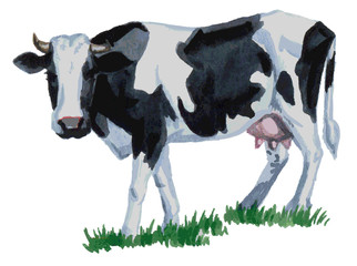 cow watercolor