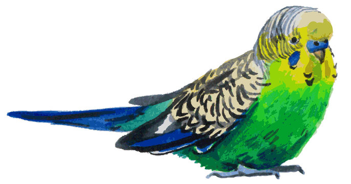 Budgies Watercolor