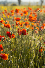 Obraz premium Poppies on green summer field in the sunset
