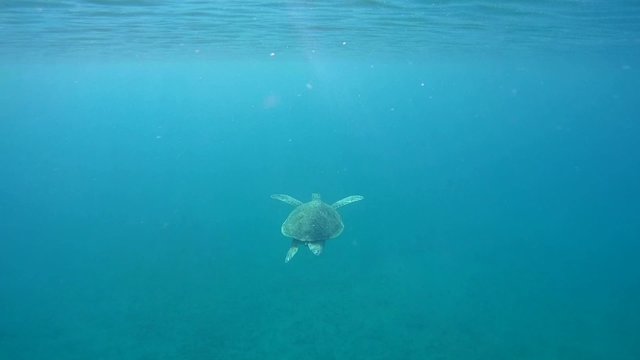 green sea turtle (Chelonia mydas) swimming in blue water, 