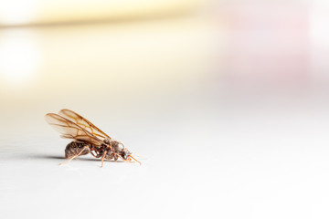 Nuptial flight