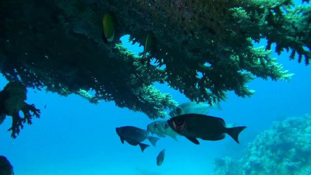 lunar-tailed bigeye (Priacanthus hamrur) Red sea, Marsa Alam 
