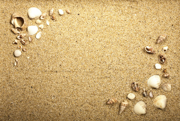 Fototapeta na wymiar Sea shells with sand