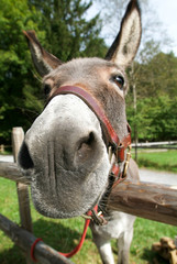 Funny donkey eating a pice of wood from the fence at a farm
