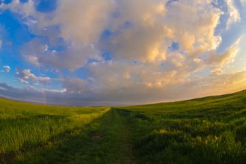 Summer landscape with green grass, corn and clouds  Field and sunset - fisheye view
