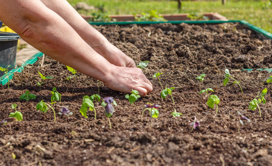 Female hand planting seedlings of Basil in the vegetable garden. Household plot. Dacha.
