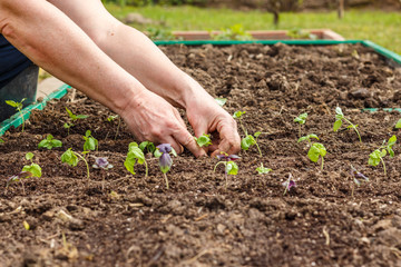 Female hand planting seedlings of Basil in the vegetable garden. Household plot. Dacha.
