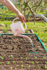 Female hand holding a watering can and watering seedlings of Basil in the vegetable garden.  Household plot. Dacha.