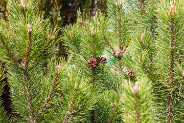Mountain pine (Pinus mugo). Garden.