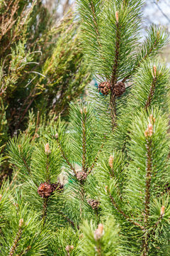 Mountain pine (Pinus mugo). Garden.