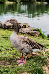 Oie au bord de l'eau