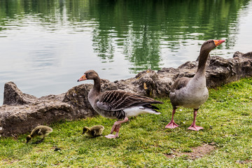 Les oies et leurs poussins © Gerald Villena