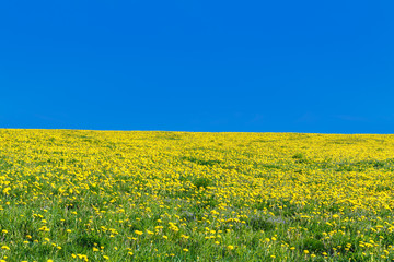 Obraz premium Yellow dandelions (taraxacum) in the meadow. Flag of Ukraine.