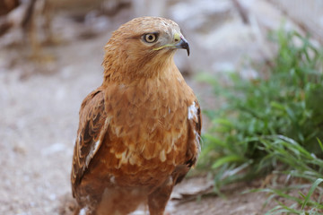 Closeup portrait of eagle in the aviary