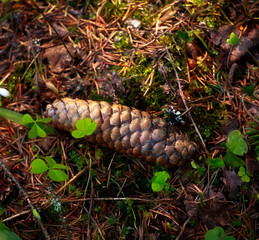 Fir Cone
