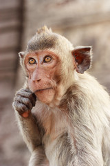 Monkey thinking