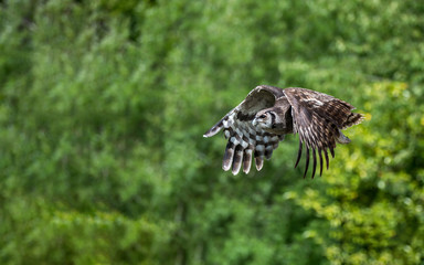 Eagle Owl