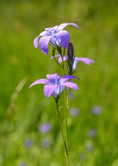 Campanula carpatica (Carpathian harebell, tussock bellflower)