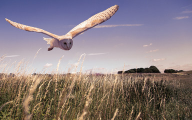 Barn Owl © www.karlredshaw.com