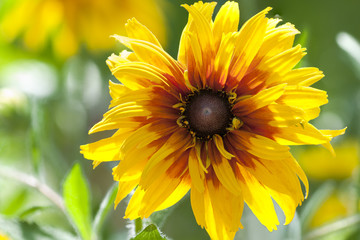 Rudbeckia hirta flower close up