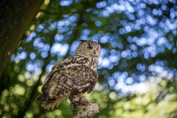 Long Eared Owl