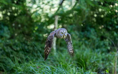 Great Grey Owl