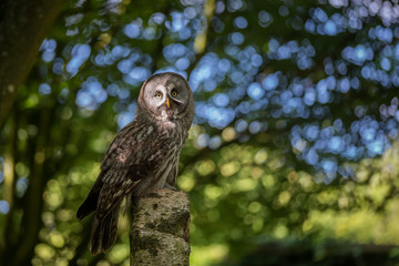 owl