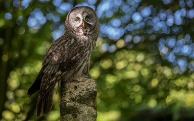 owl