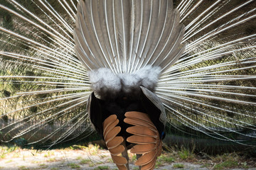 Pfau von hinten