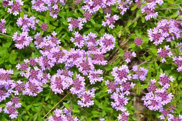 Obraz premium Fresh green thyme herbs with pink flowers