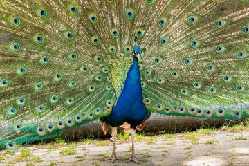 standing peacock with open fan