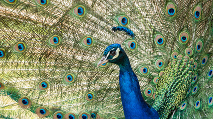 Fototapeta na wymiar peacock side view