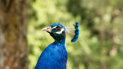 skeptisch schauender Pfau