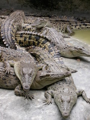 крокодилы отдыхают
