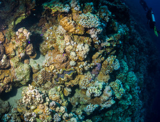 Tropical fish