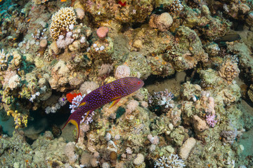 Tropical fish