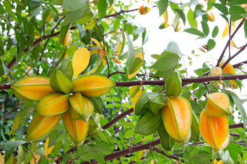 Star apple fruit on the tree
